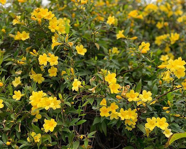 這10種花卉春天開黃花它們的名字可能你還沒聽過