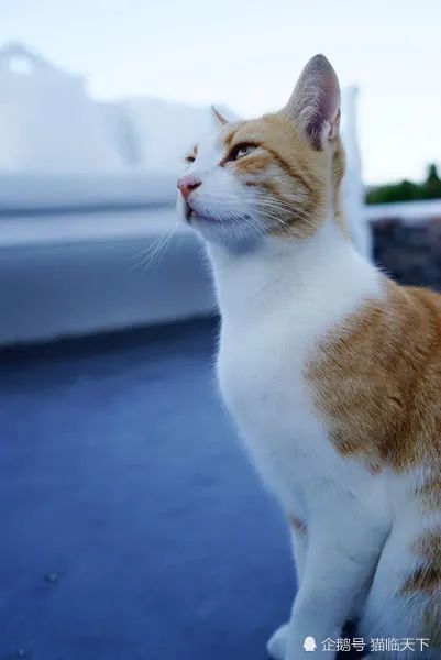 来自希腊的最古老家猫爱琴猫