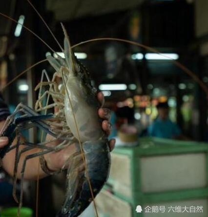 罗氏虾称为淡水虾王,而在湄公河大虾,体长最大1米,让吃货畏惧