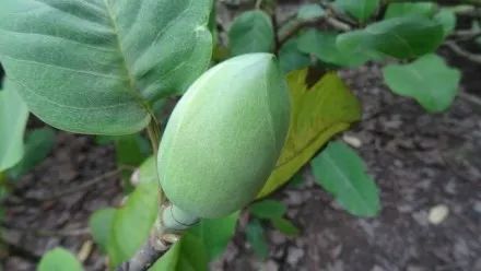 每日植物红花木莲 每日 植物 常绿