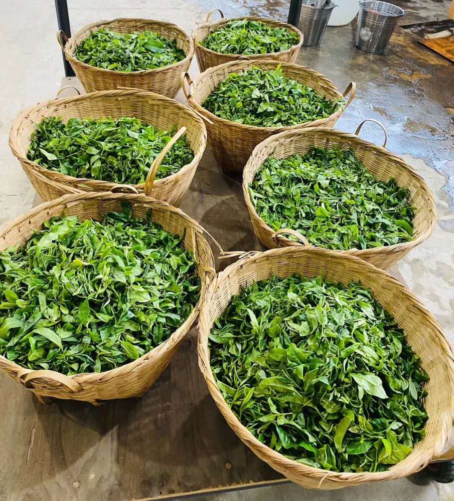 云南春茶开采今年产量下降鲜叶价格小幅下跌