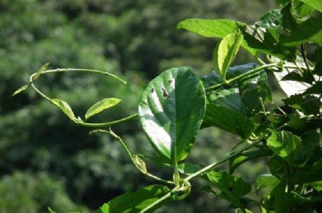 的植株,也正是农村众多野菜中的一种,它的名字虽然不太好听,名鸡屎藤