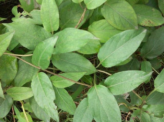 三月三吃野菜,此"杂草"就不可错过!营养足又可口,农村很常见