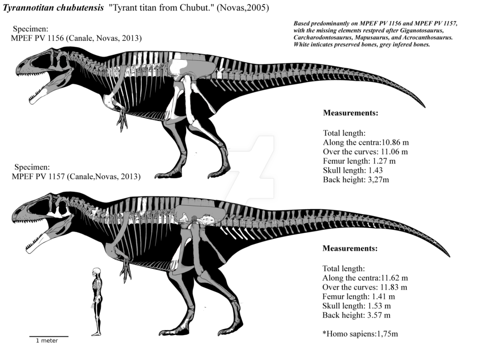 图注:魁纣龙,图片来自网络作为史上最大的陆生动物之一,巴塔哥巨龙