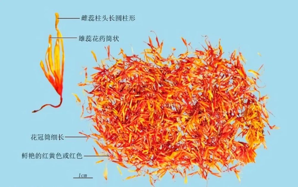 红花:本品为不带子房的管状花,表面红黄色或红色,气微香,味微苦.