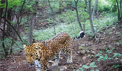 河南济源华北豹再次出镜