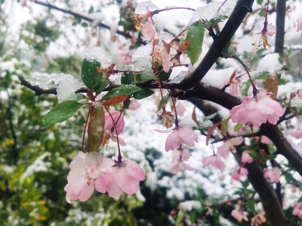 入春後的南京今天下雪了