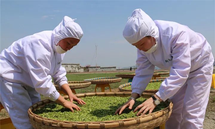 工人在对茶叶进行晒青 杨英 摄