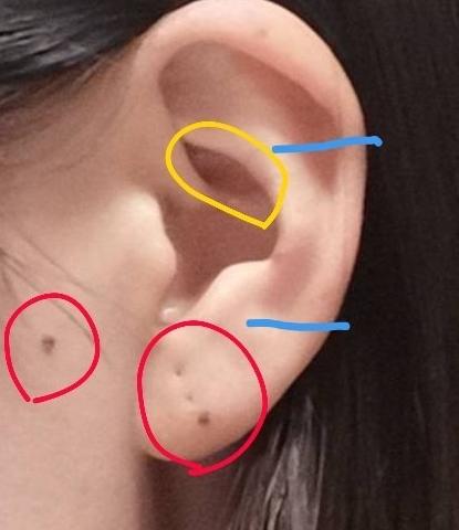 耳朵会动的人都有财