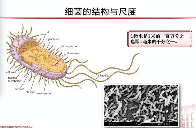 大肠杆菌细胞结构图图片