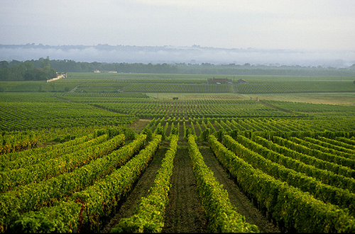 大起底苏玳贵腐甜酒的三大酿酒品种