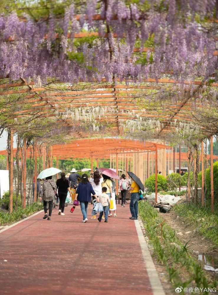 成都26公里长廊紫藤花开如瀑周末快约起