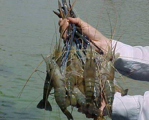 越南大虾在湄公河泛滥一只虾巴掌大为何中国吃货不吃呢