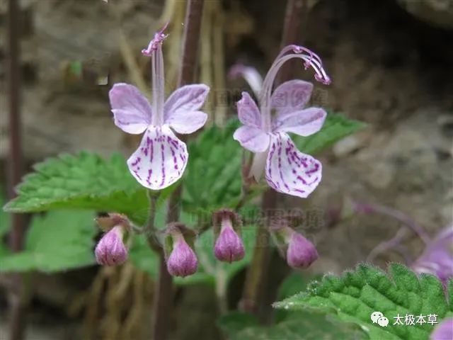 六月寒来源产地马鞭草科莸属植物三花莸.,以全草入药.