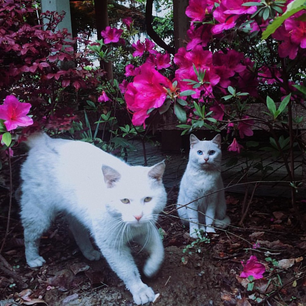 8种养猫家庭绝对不能养的植物 快看看你家有沒有 腾讯新闻