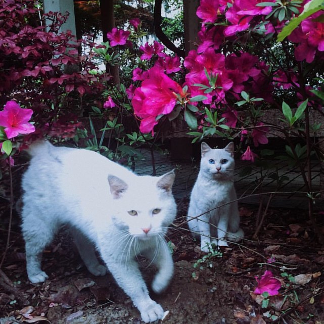 8种养猫家庭绝对不能养的植物 快看看你家有沒有 美国防止虐待动物协会 猫咪 长春花