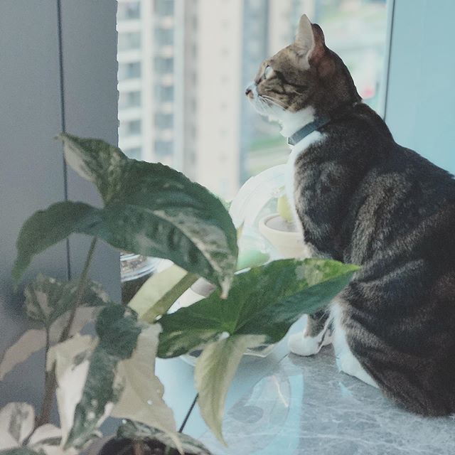 8种养猫家庭绝对不能养的植物 快看看你家有沒有 热备资讯