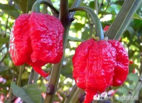 特立尼达蝎子布奇t辣椒
