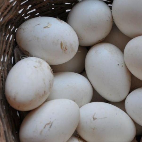 双黄鹅蛋遭"议论",能不能吃?专业养鹅人解疑惑,看完涨知识!