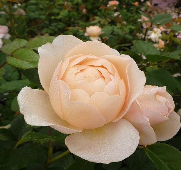 冷门品种月季牧羊女不垂头淡淡的清香淡黄又清雅的颜色