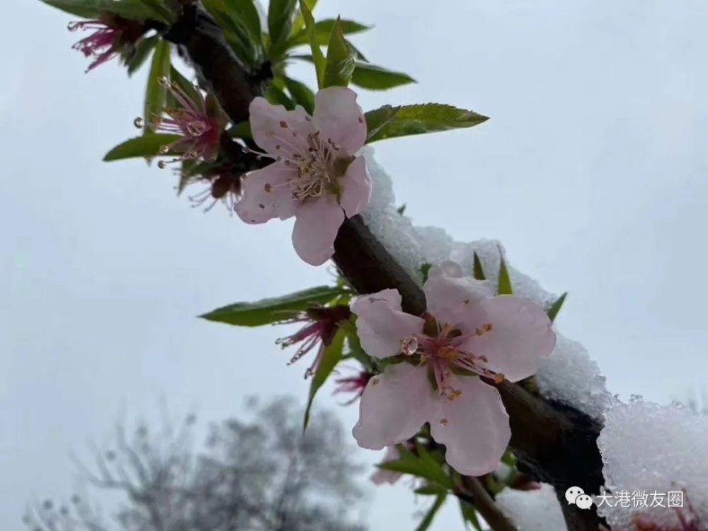 你所在的地方下了沒三月還有桃花雪二月休把棉衣撇鎮江新區真的下雪了