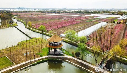 春满江南：桃花灼灼油菜花灿灿