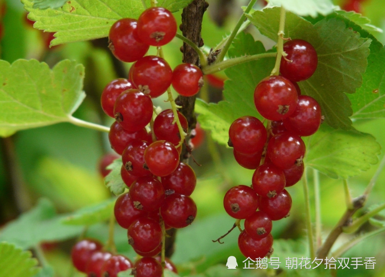 在咱们农村大山里,最常见的就是野花野草野果子了