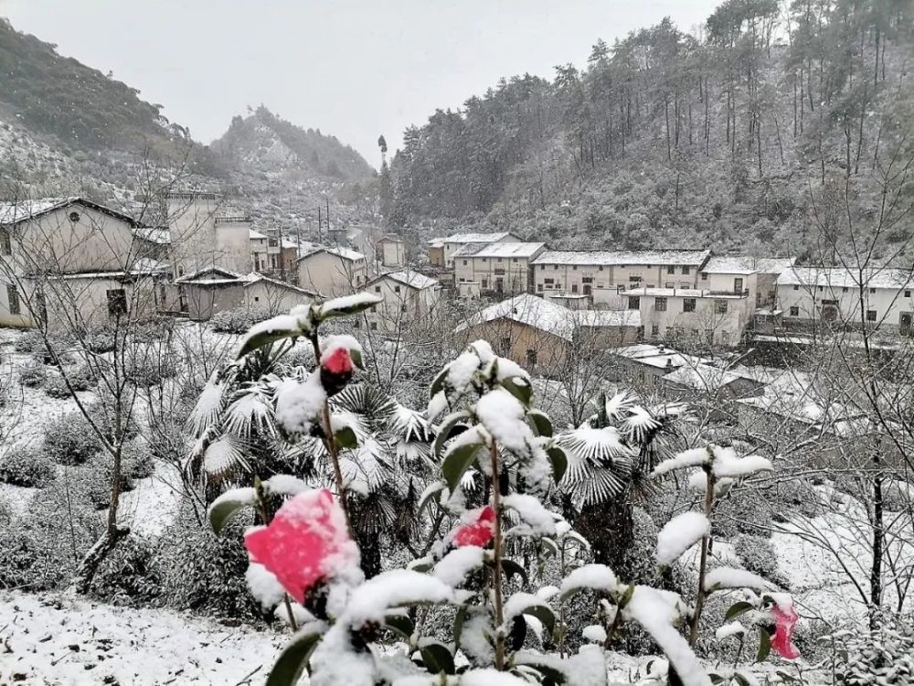 淳安一场“桃花雪”，惊艳了整个春天！气象局刚……