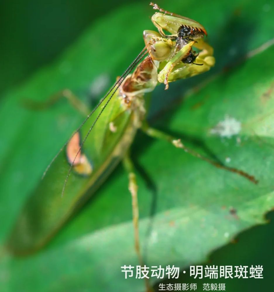 脊椎動物·撫華費樹蛙:不一樣的我,不一樣的美