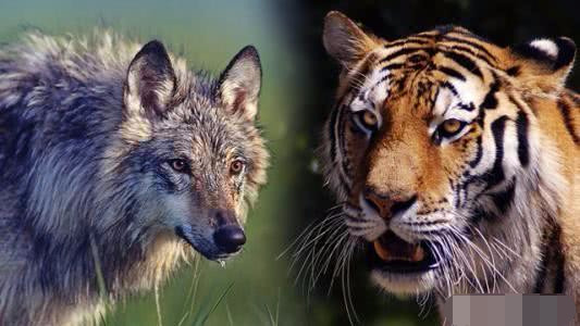 16只北美灰狼能够打过一头成年雄性东北虎?为什么?