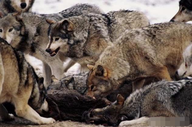 16只北美灰狼能够打过一头成年雄性东北虎 为什么 腾讯新闻