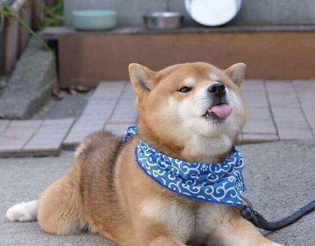狗狗吐舌头有几个原因 腾讯新闻