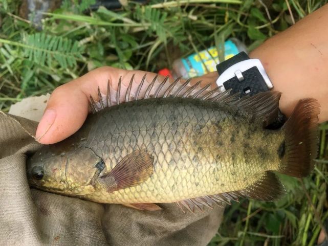 离水活6天,过路,爬树,破坏生态,这种原生鱼谁想养|攀鲈|鱼类|野钓