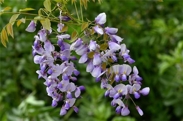 柔曼不自胜,袅袅挂空虚唐朝白居易《紫藤》紫藤花蒙茸,藤叶青扶苏