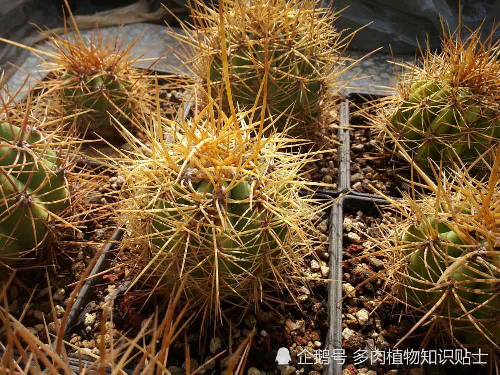 千奇百怪的仙人掌,这些刺物究竟能得到你的喜爱吗?