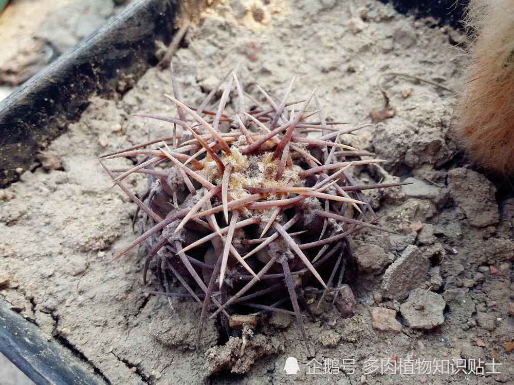 千奇百怪的仙人掌,这些刺物究竟能得到你的喜爱吗?