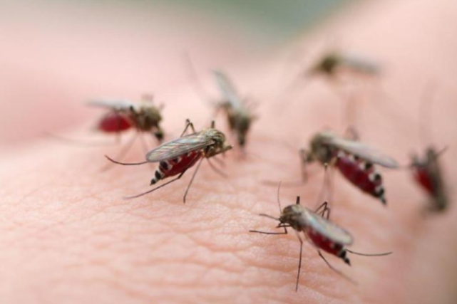 然后将船推去蚊虫繁多的"臭水沟"中,这些被五花