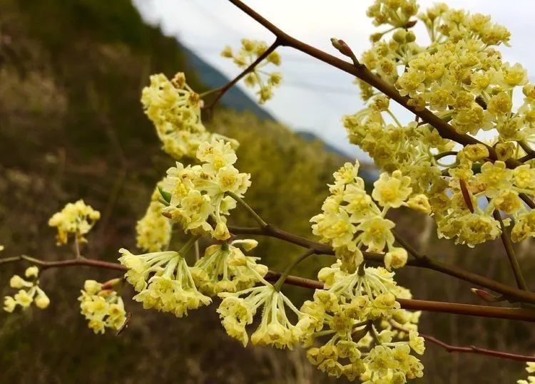 不是桃李杏花 99 的巫山人都叫不出来名字 在巫山这个地方开满了 腾讯新闻