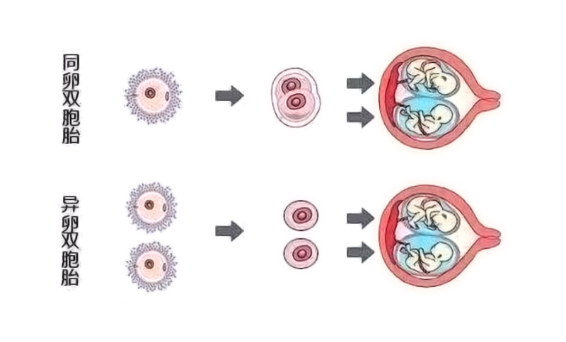 如果受精卵在一分为二时,又独立进行发育,那么将形成同卵双胞胎