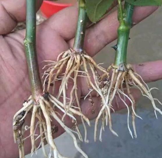 植物繁殖靠扦插,5个操作简单的小方法,分分钟提高成活率