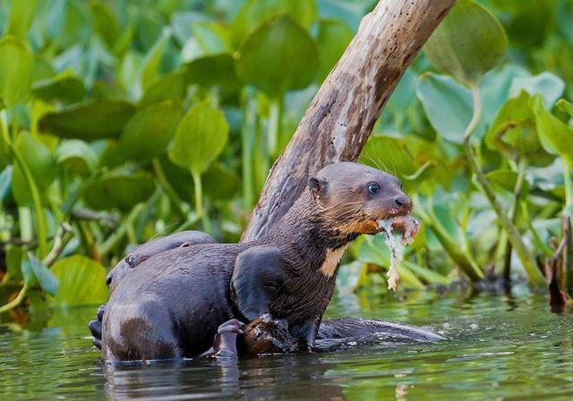 南美的"河狼"个头小巧,却能与鳄抗衡,甚至还能吃掉鳄鱼的尾巴