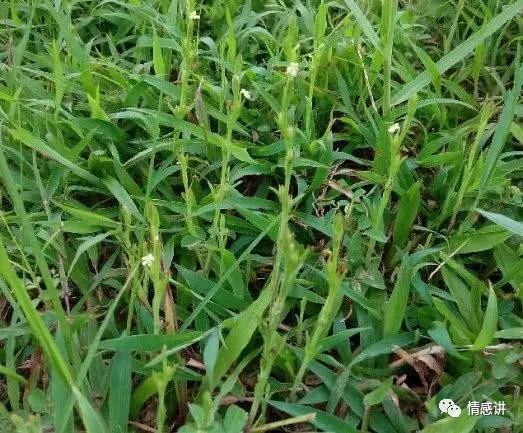 独脚金主要分布在我国云南,贵州,广西,广东