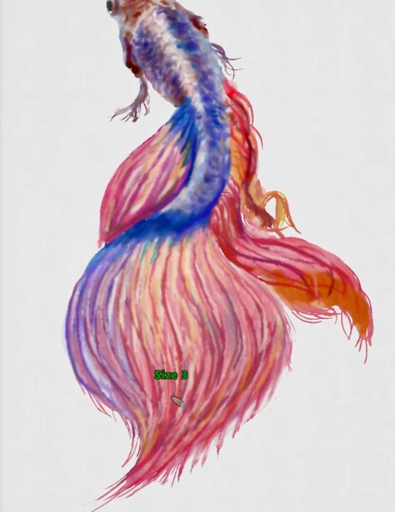 把与尾巴与鱼鳍细节部分刻画下,后面这个扇形的大尾巴要画的细致点