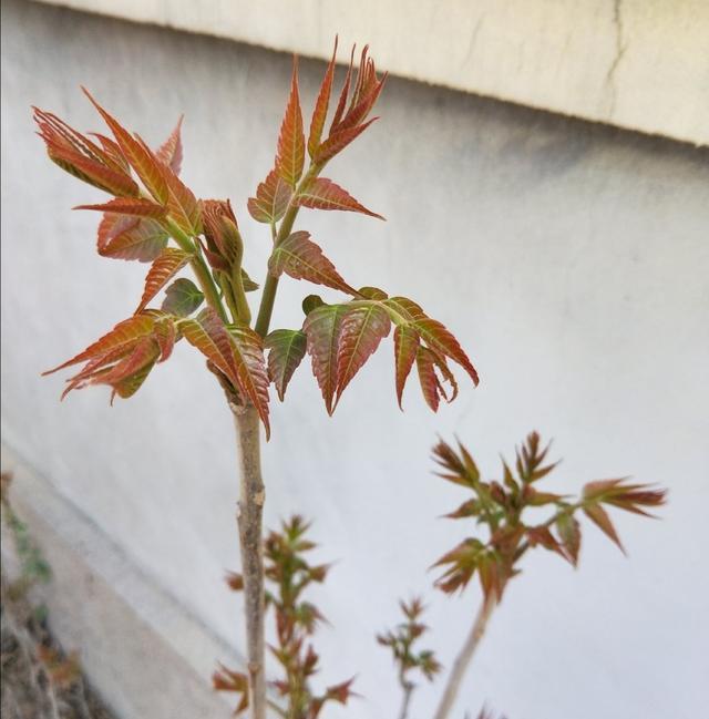 椿芽炒蛋味道鲜美但当心但千万别吃到了臭椿