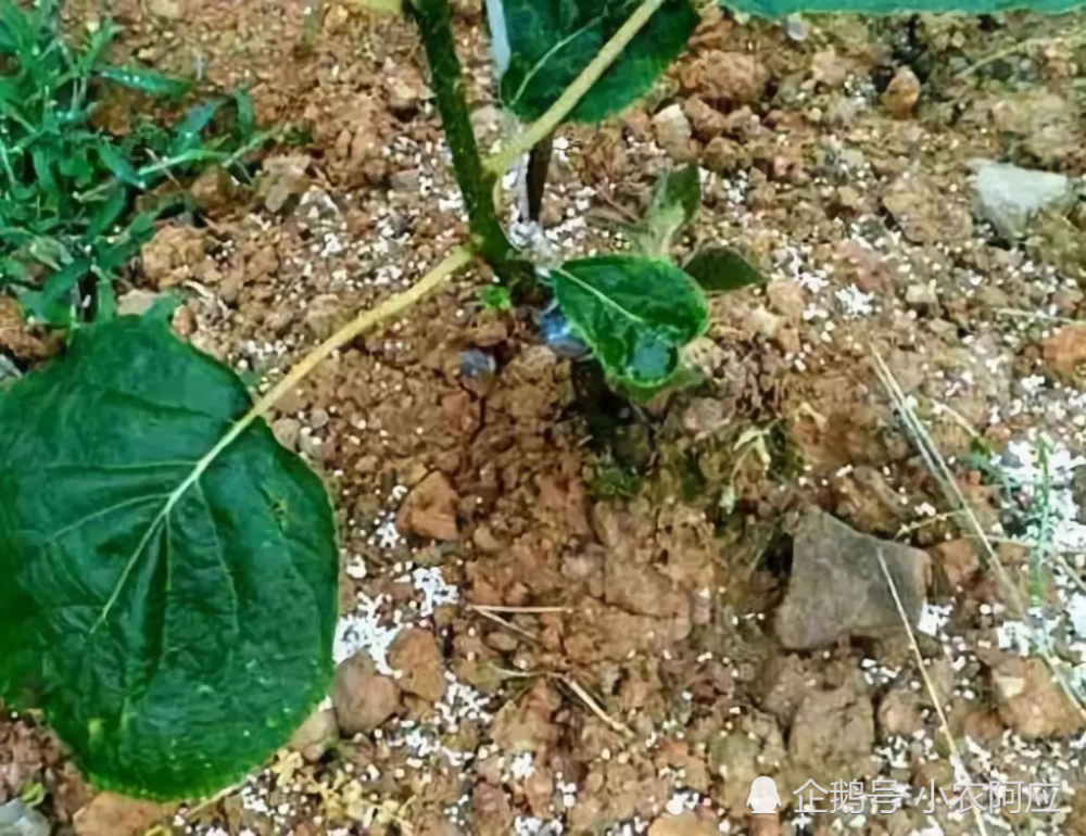 獼猴桃地水肥怎麼管理芽怎麼去除