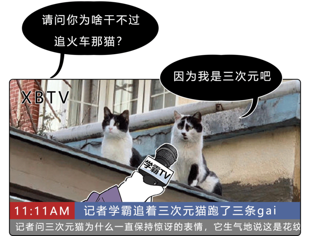 超火的追火车猫表情包怎么这么魔性哈哈哈哈哈