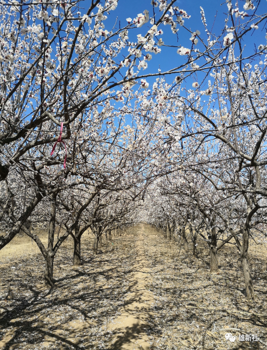 雄安杏园看花海