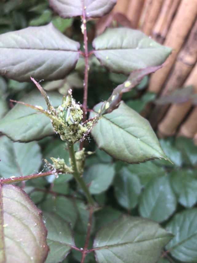 气温回升 花友讨厌的小黑飞 蚜虫 蚧壳虫泛滥 1个方法全搞定 小黑飞 蚜虫 蚧壳虫 多肉