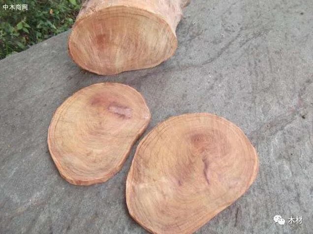 樟木也有称香樟木,木材带有扑鼻的天然香气,还可以驱虫.