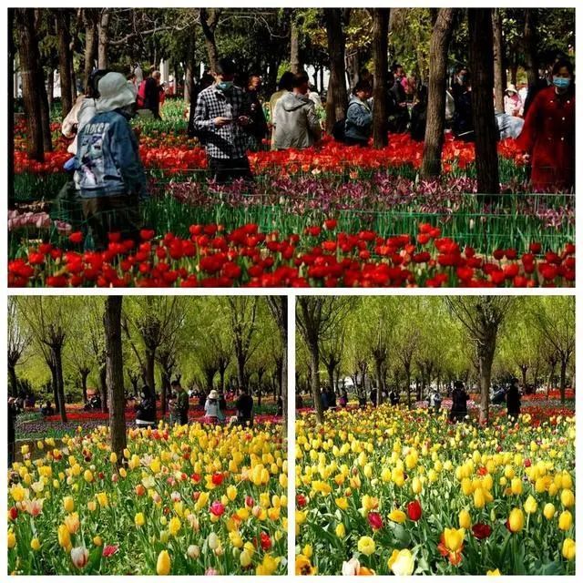 洛陽鬱金香花園首日開園,200個品種,百餘萬株鬱金香盛開